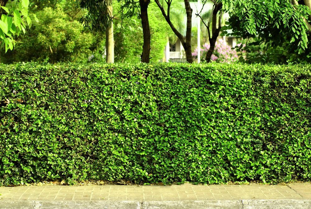 a lush green hedge along a sidewalk with trees in the background