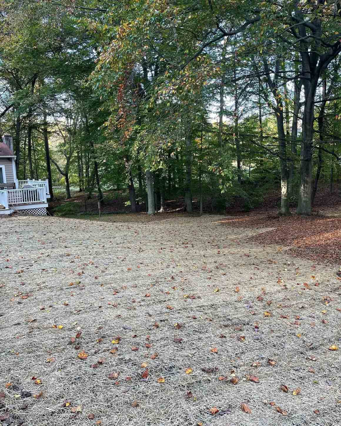 Empty Lot and Tall Trees — West Chester, PA — Prime Services, PA