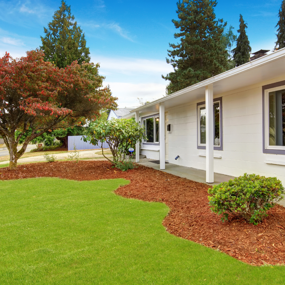 White house with green lawn, red mulch, and colorful trees under blue sky.