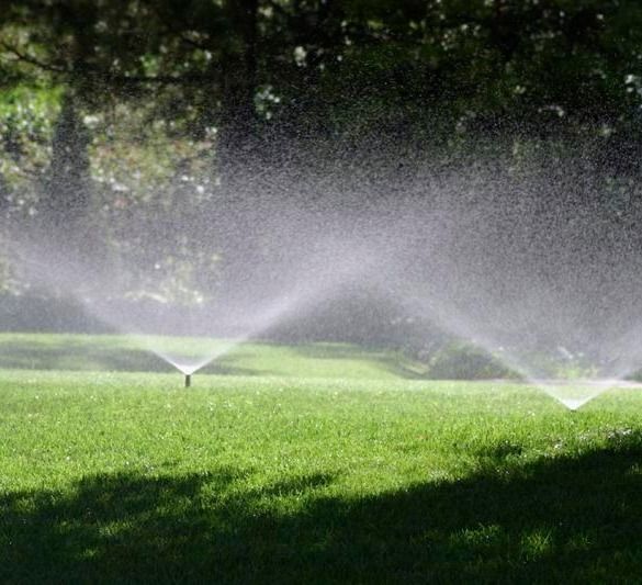 Sprinklers watering a green lawn under a tree on a sunny day.