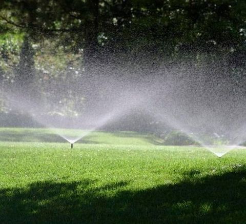 Sprinklers watering a green lawn under a tree on a sunny day.