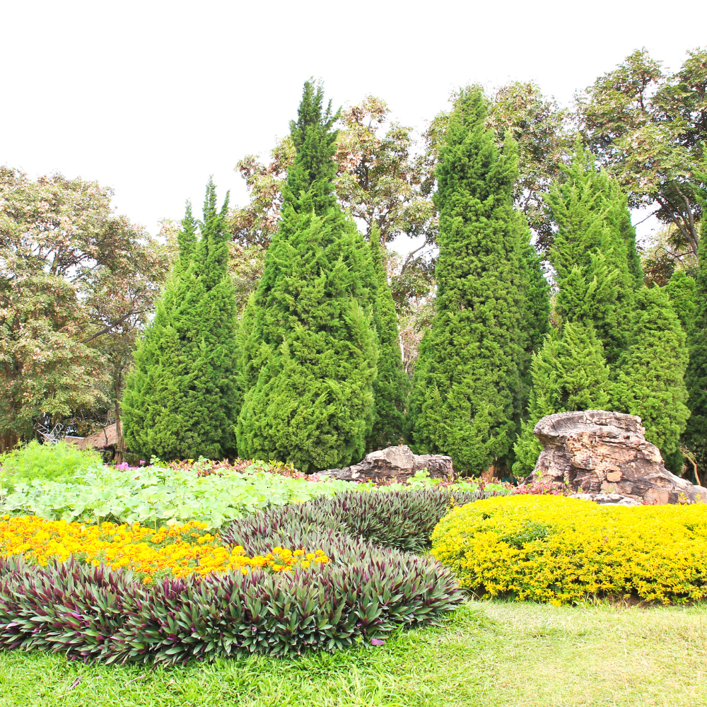 Lush garden with vibrant yellow and purple flowers, evergreen trees, and large rocks.