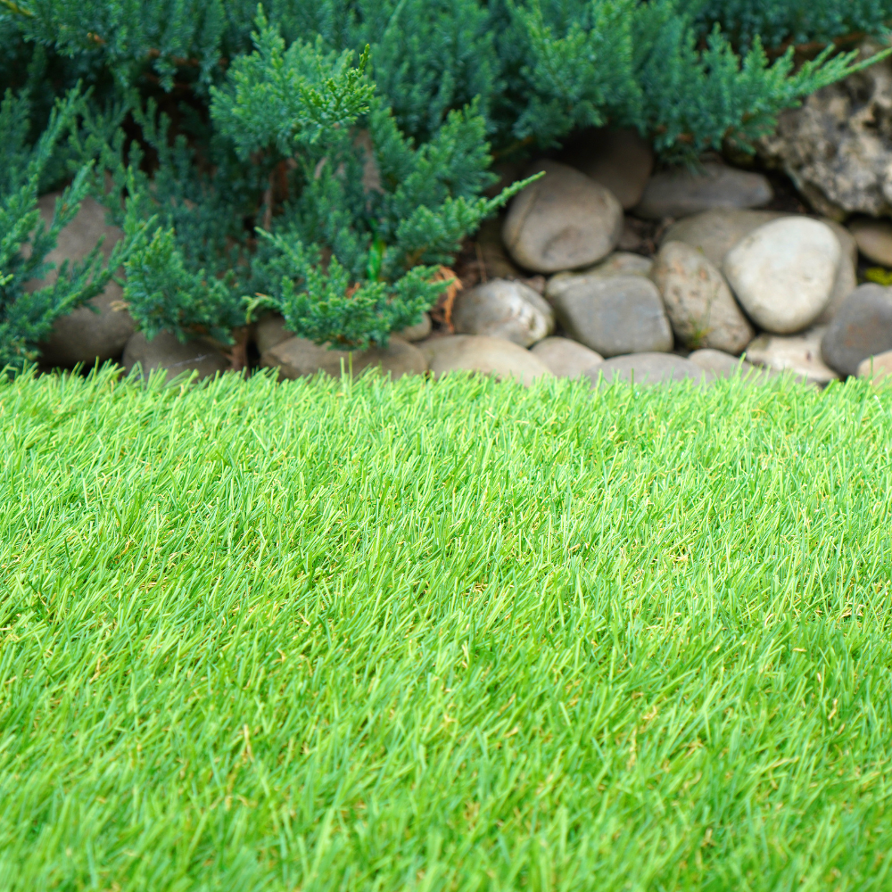 Green lawn in foreground, with a blue-green evergreen shrub and rocks in the background.