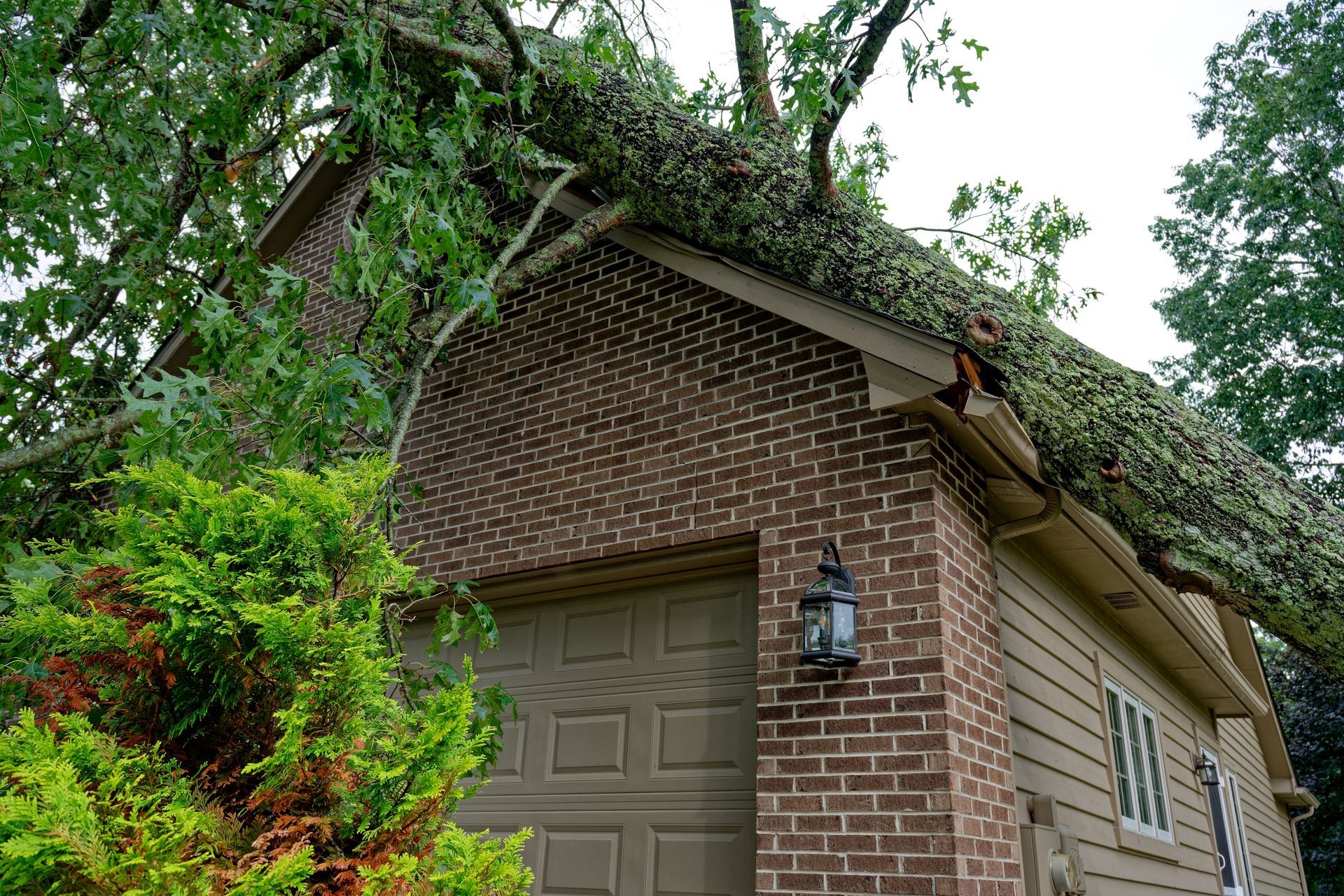 A tree has fallen on the roof of a brick house.