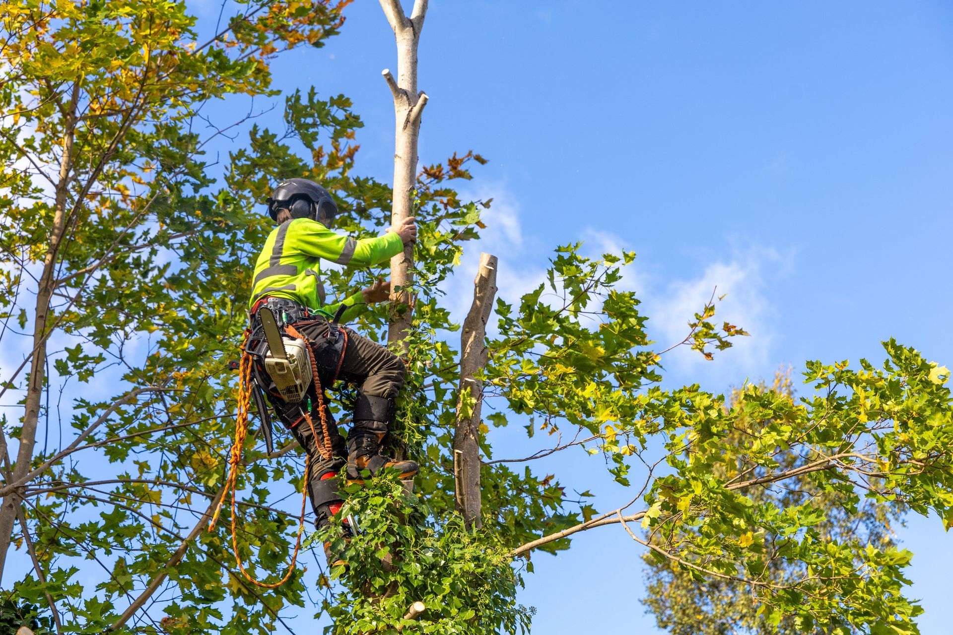 A man is climbing a tree with a chainsaw.