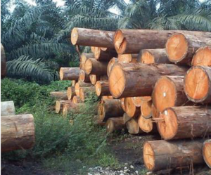 Pile of Meranti wooden logs