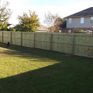 A dog is walking behind a wooden fence in a backyard.