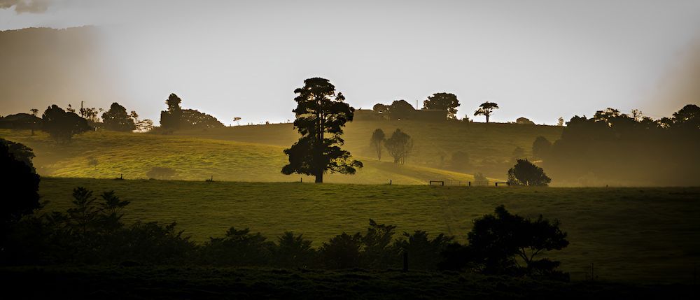 A Silhouette Of A Tree In The Middle Of A Field At Sunset — Hunter Automotive In Atherton, QLD