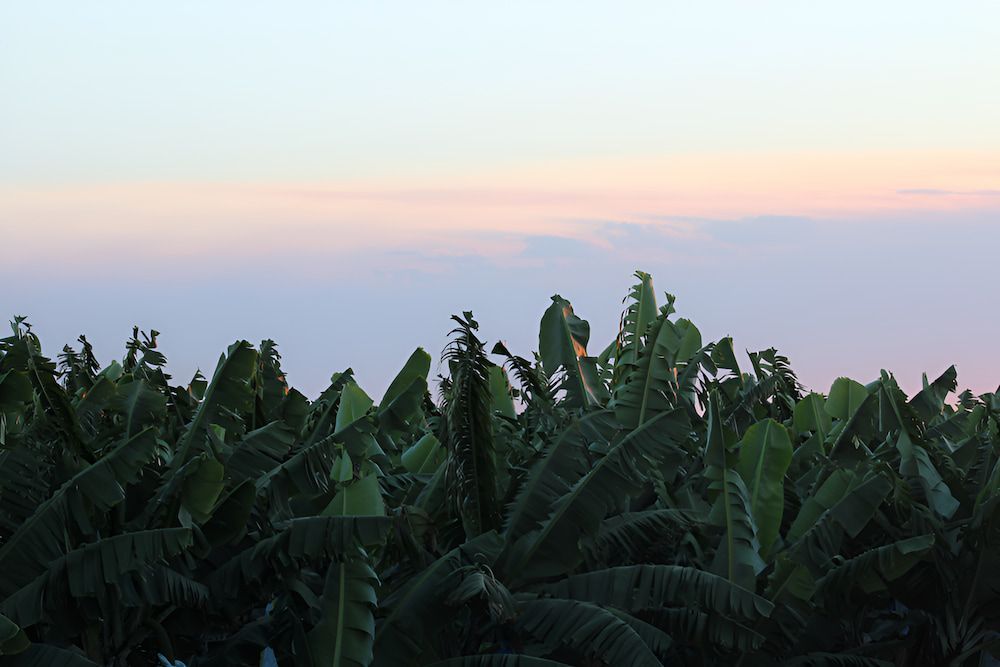 A Field Of Banana Trees With A Sunset — Hunter Automotive In Innisfail, QLD
