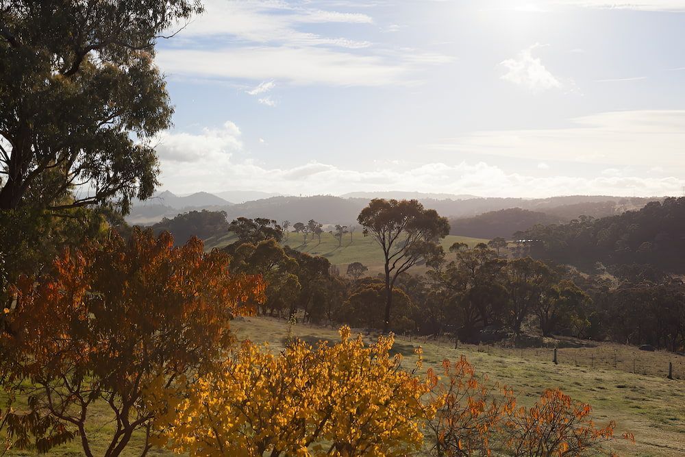 A View Of A Field With Trees In The Tablelands — Hunter Automotive In Tablelands, QLD