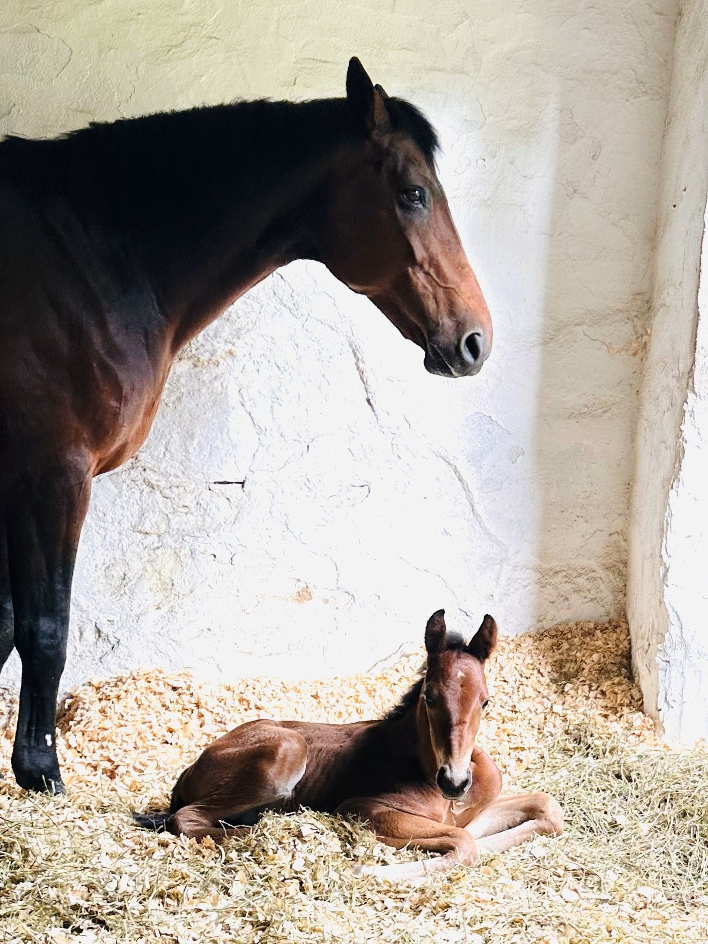 A horse and a foal are standing next to each other in a stable.