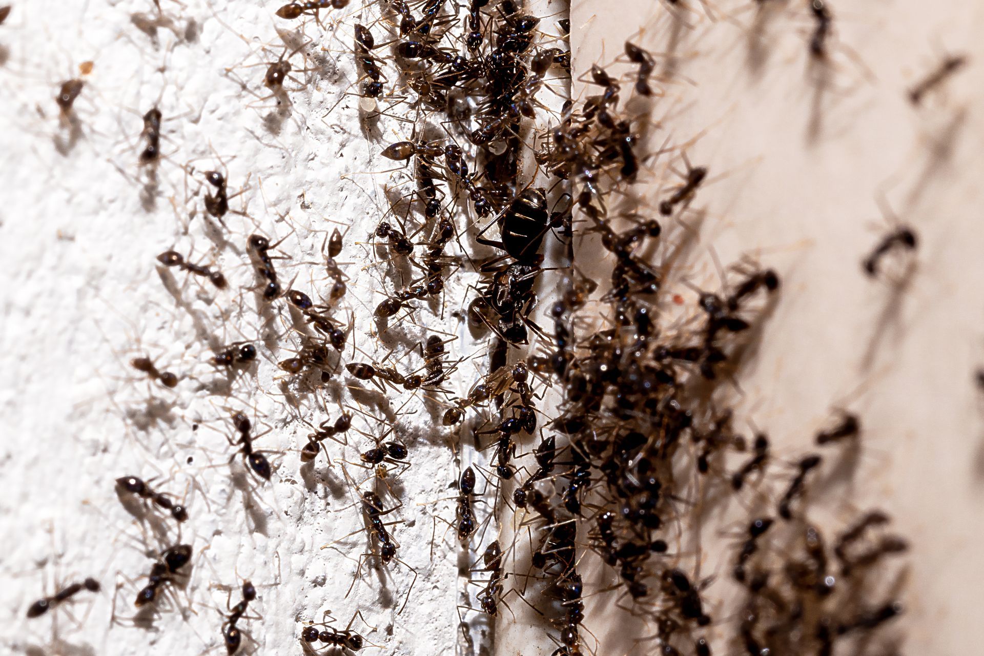 A large group of ants swarming on a white wall, near a crack.