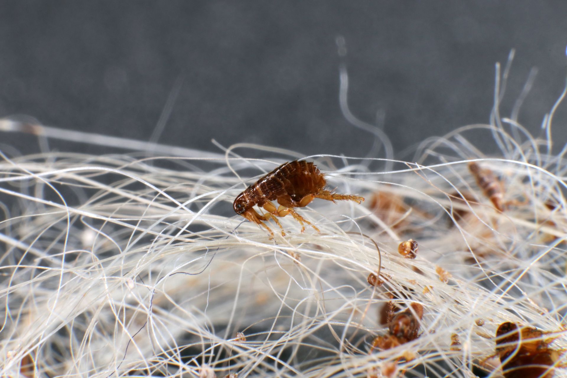 Close-up of a flea on white fibers; the flea is brown, and the background is dark.