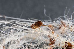Close-up of a flea on white fibers; the flea is brown, and the background is dark.
