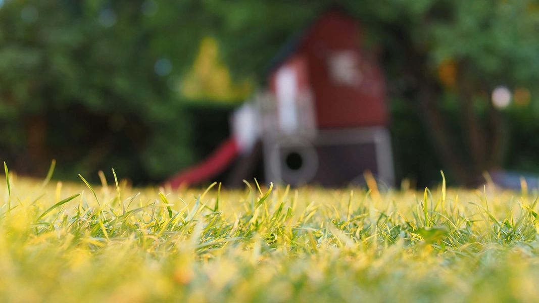 Close-up of green grass with a blurred playground and trees in the background.