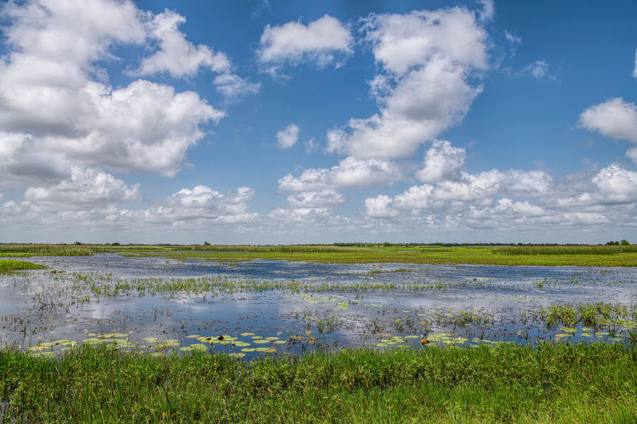 Wetlands scene under a blue sky with scattered white clouds; grassy foreground, reflective water, and marshy vegetation.