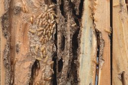 Termite-infested wood showing tunnels and a cluster of termites. Brown and tan colors dominate the decaying wooden structure.