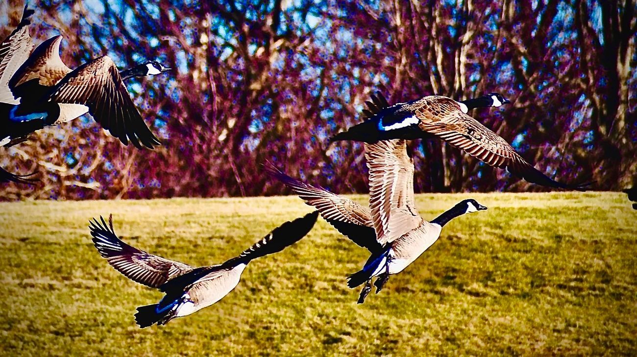 Canada geese taking flight over a grassy field, with blurred trees in the background.