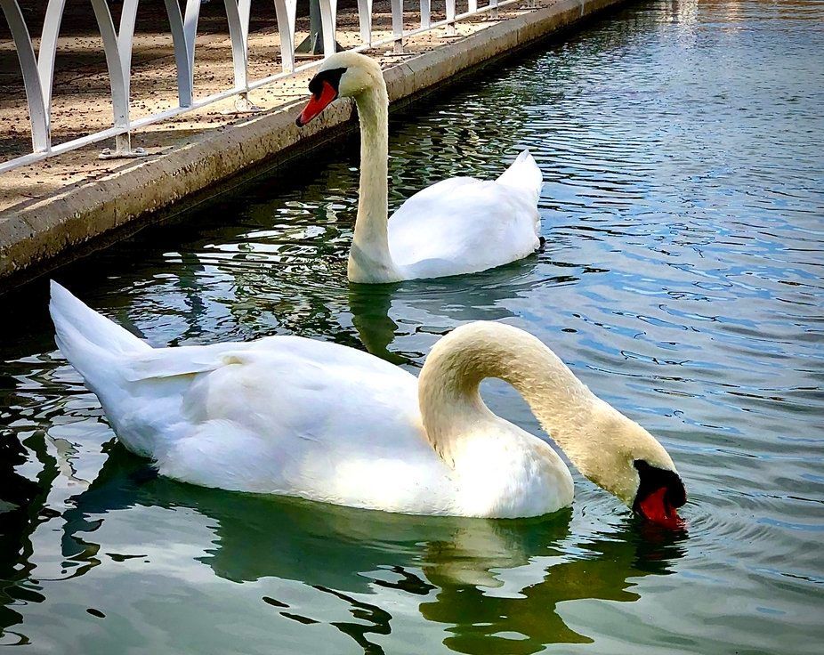 Two white swans swimming in water near a stone ledge and white railing; one swan dipping beak.