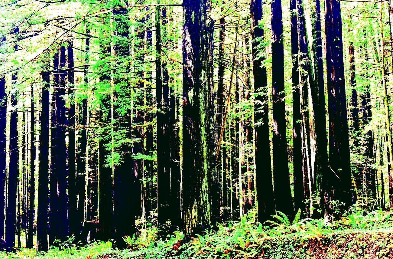 Tall redwood trees in a forest, sunlight filtering through the canopy; ferns at the base.