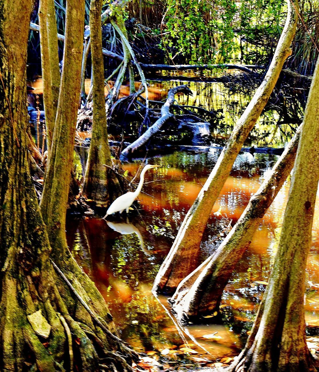 White bird stands in murky water surrounded by trees in a swamp setting.
