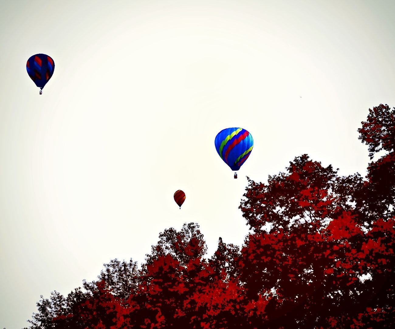 Three colorful hot air balloons float over red-toned trees against a pale sky.