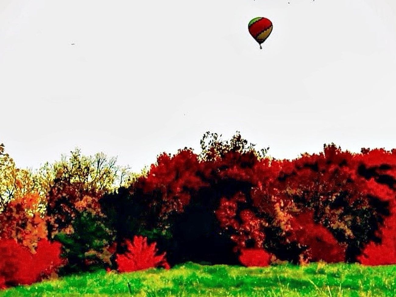 Red and green trees with a hot air balloon in the sky.