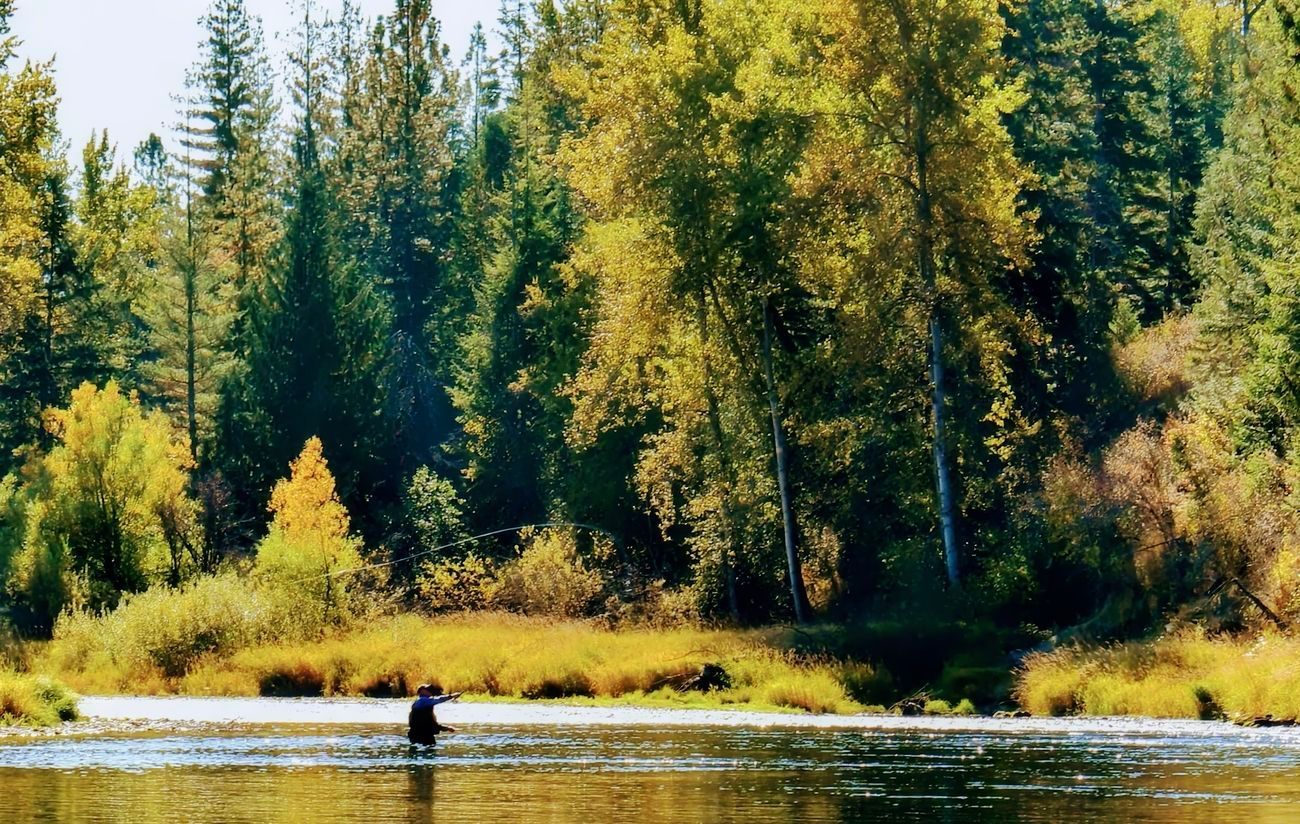 A person fly fishes in a river surrounded by fall foliage, with trees and golden grasses.