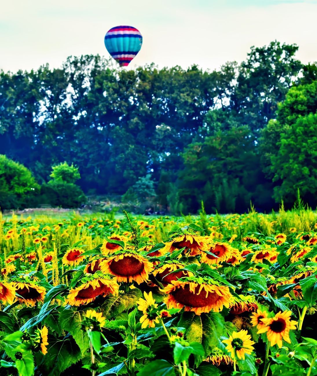 Field of sunflowers with a colorful hot air balloon rising in the background against a backdrop of trees.