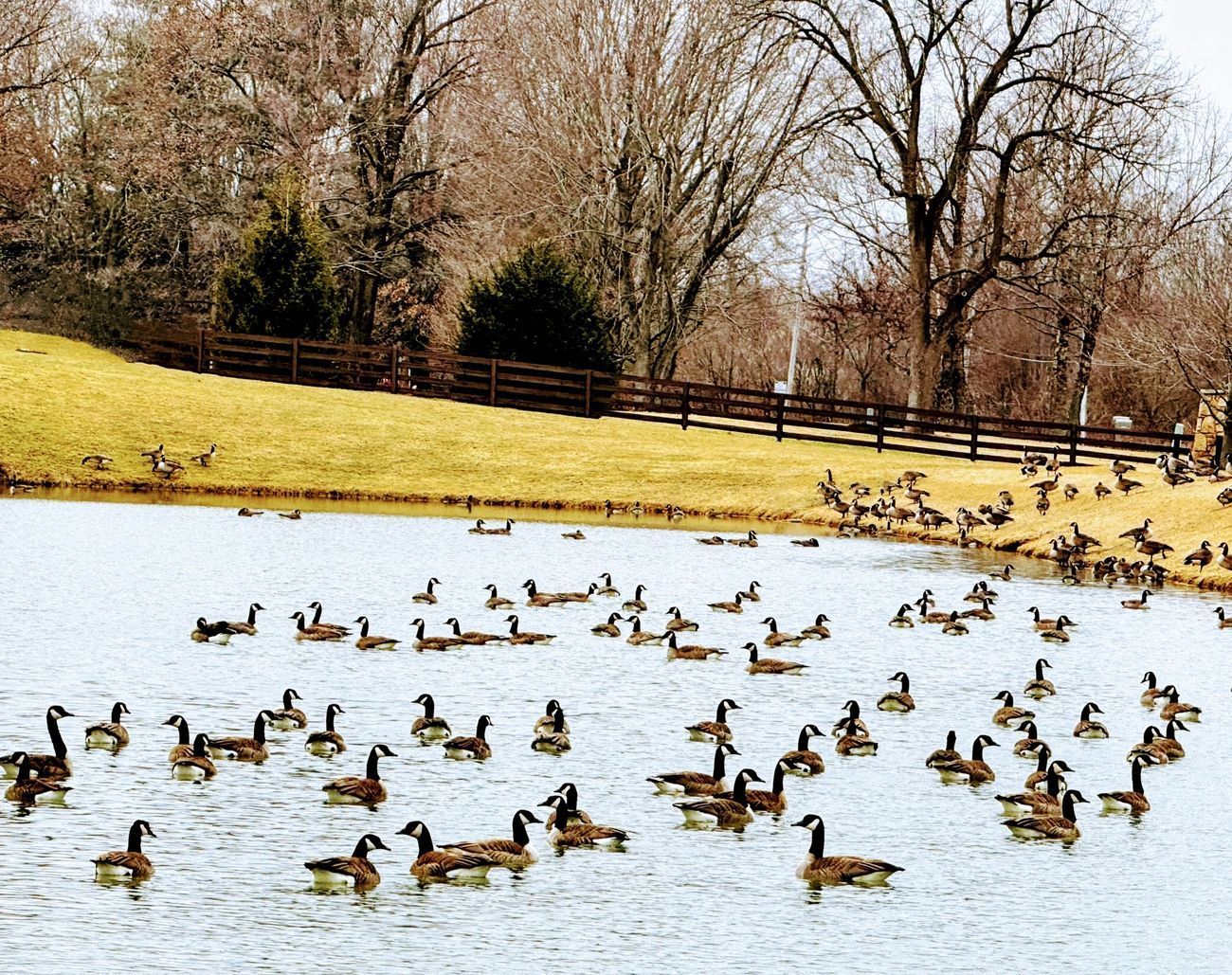 Geese swimming in a pond, with more geese on grassy bank. Trees and a fence are in the background.