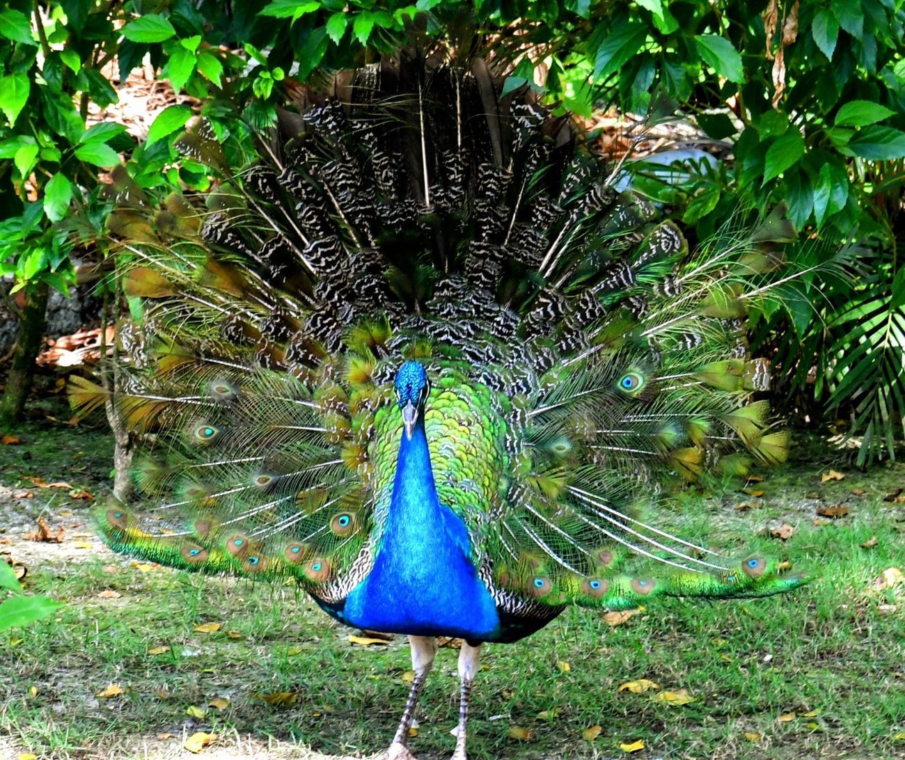 Peacock with vibrant blue, green, and brown plumage, fanned out, standing on grass.
