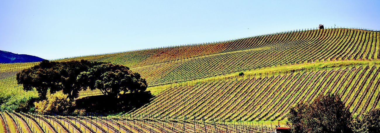 Vineyard on a hillside, rows of grapevines, trees, and a clear blue sky.
