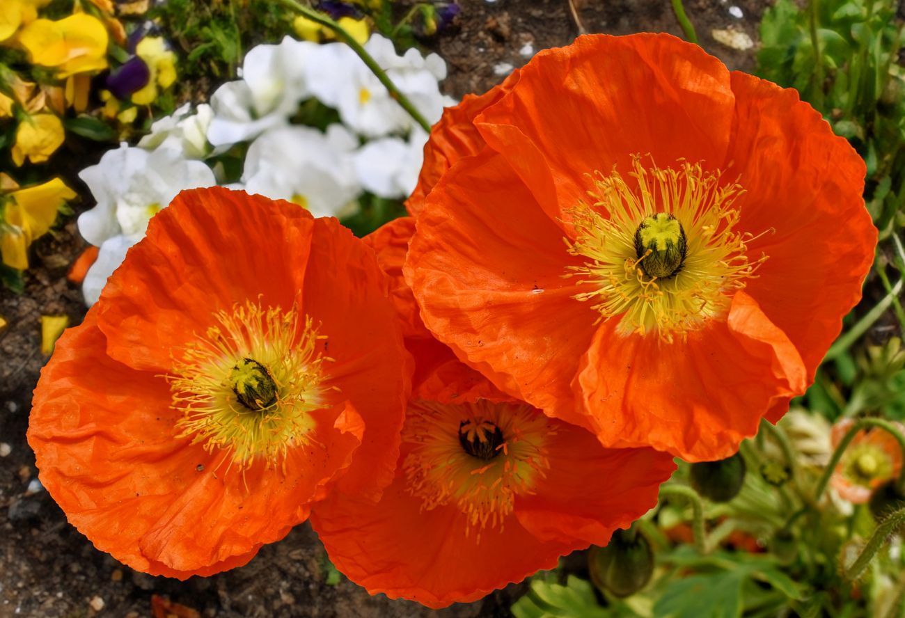Orange poppies with yellow centers; white and yellow flowers in the background.