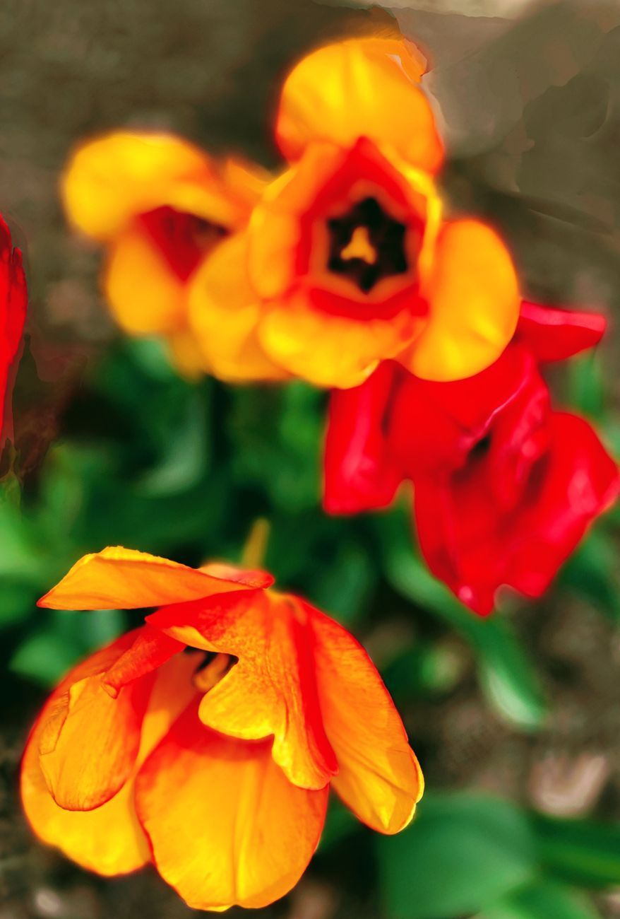 Orange and red tulips with green foliage against a muted background.