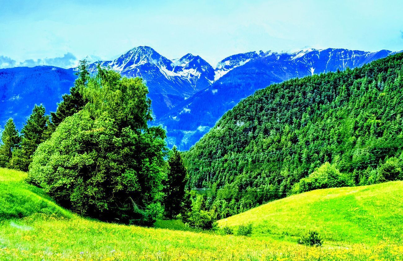 Green hillside with trees and mountains under a bright blue sky.