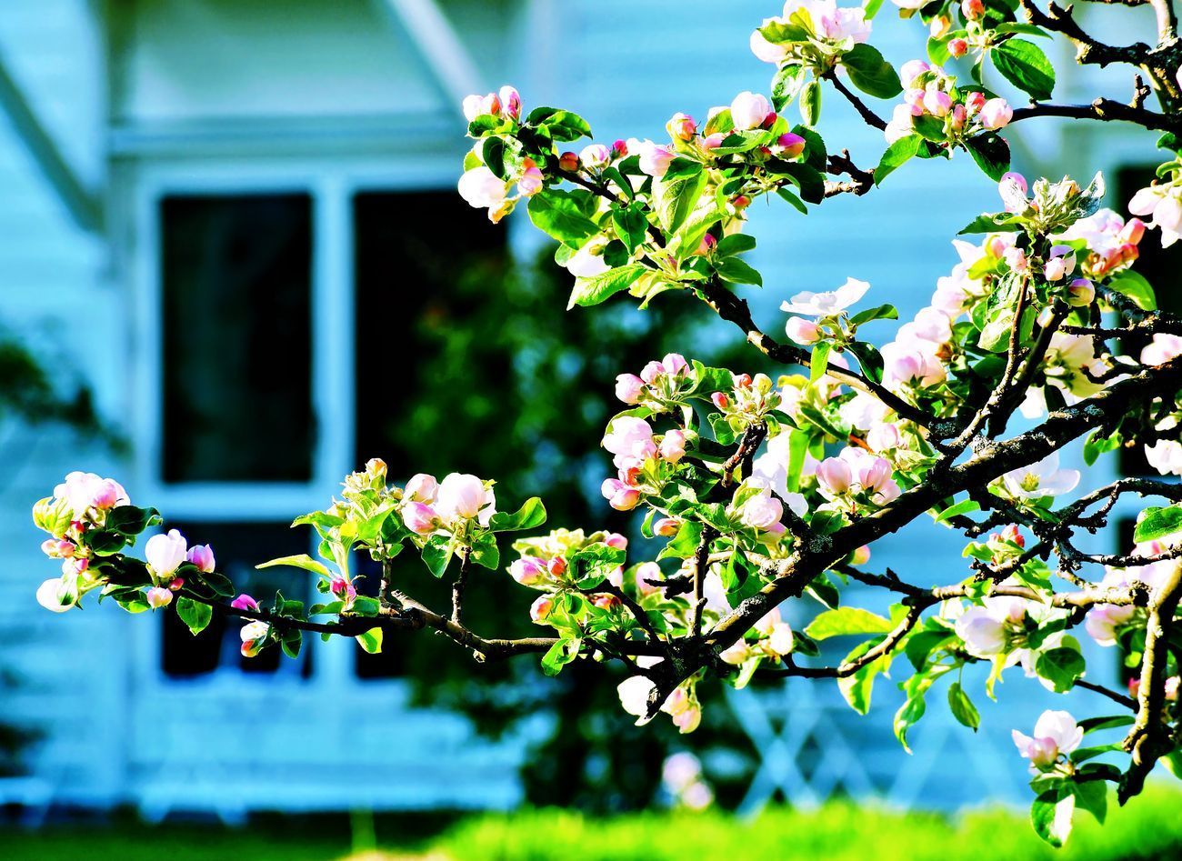 Blooming tree branch in front of a white house with a screened porch, green lawn.