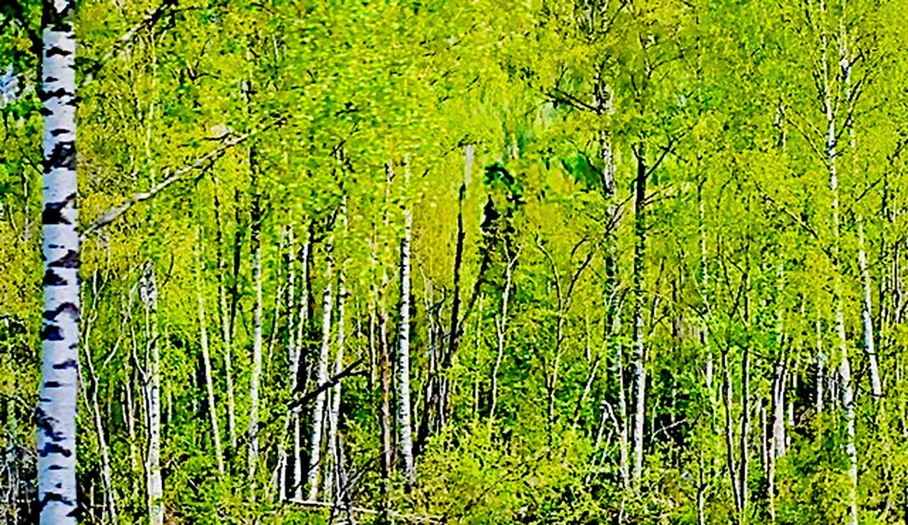 Birch trees with white bark and bright green leaves in a forest.