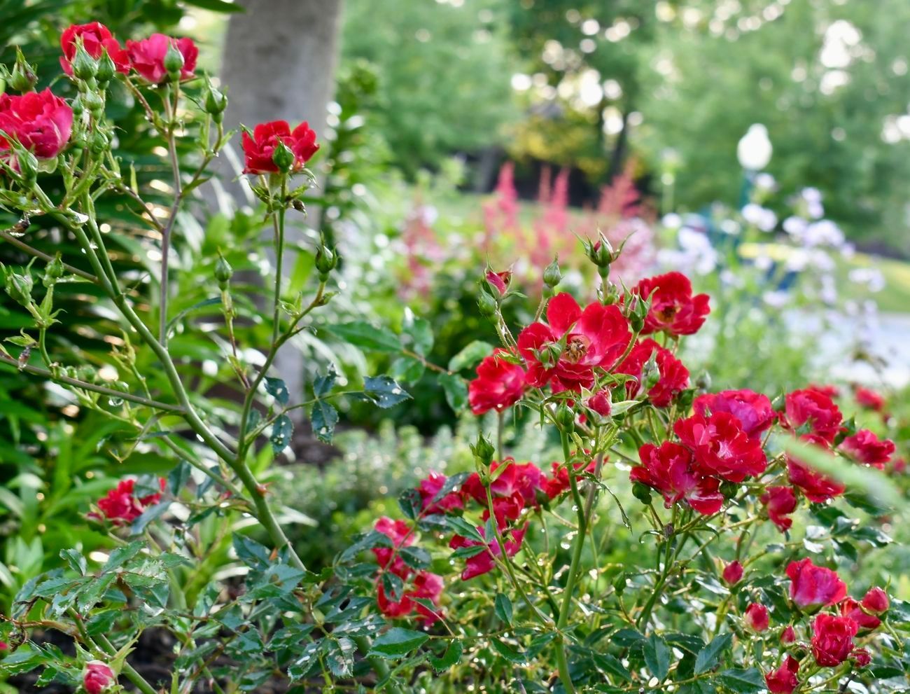 Red roses blooming in a garden. Green foliage, other flowers in the background, trees, and path.
