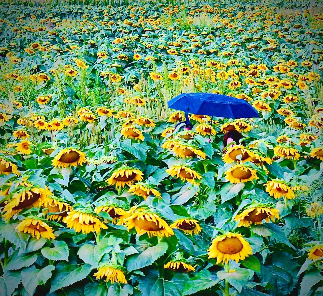 Field of sunflowers with a person holding a blue umbrella.