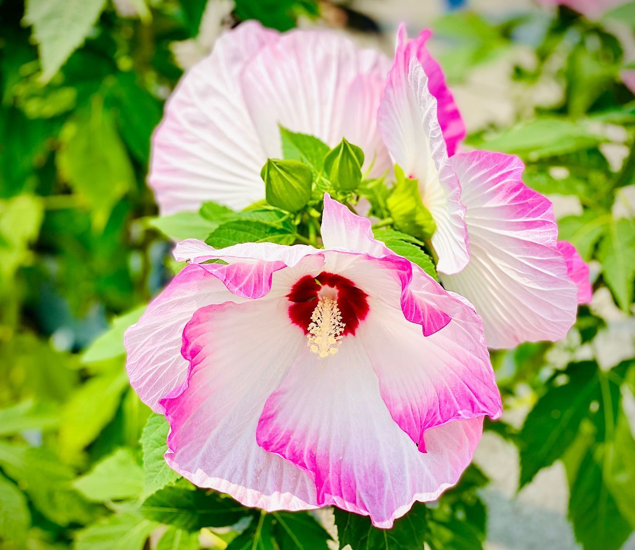 Pink and white hibiscus flowers with dark pink edges and a red center, surrounded by green leaves.