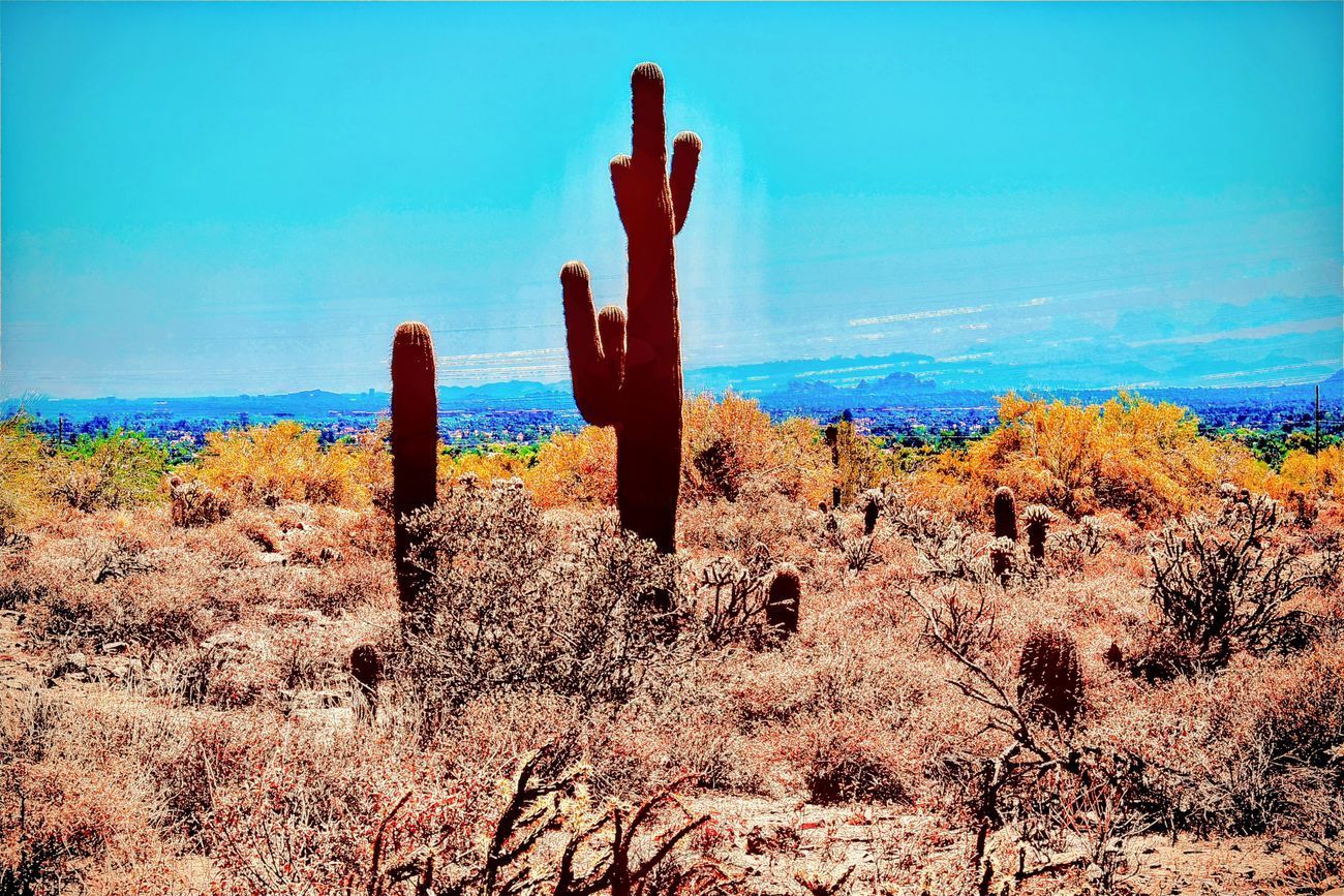 Cactus in a desert landscape under a bright blue sky.