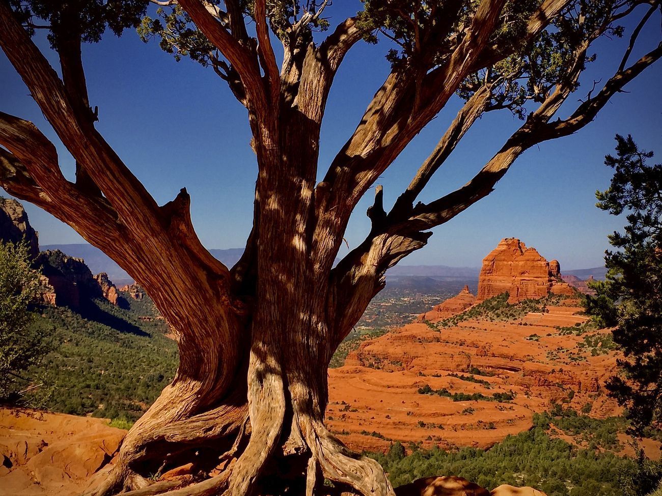 Large, gnarled tree with exposed roots overlooking red rock formations under a blue sky.