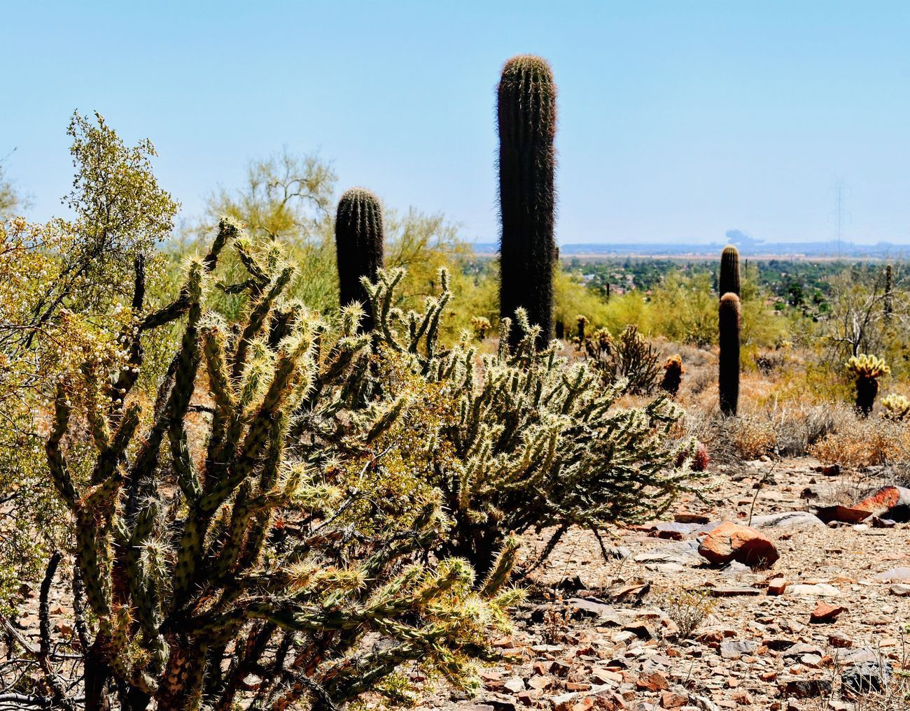 Desert landscape with cacti, including tall saguaro, under a blue sky.
