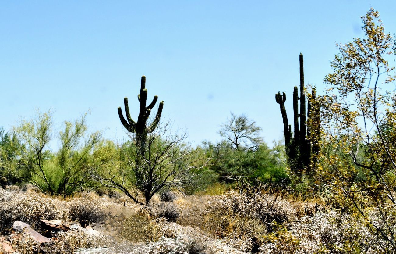 Desert landscape with saguaro cacti and sparse vegetation under a blue sky.