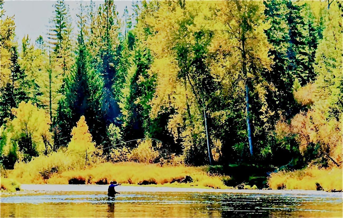 Fisherman wading in a shallow river, surrounded by trees with yellow and green foliage.