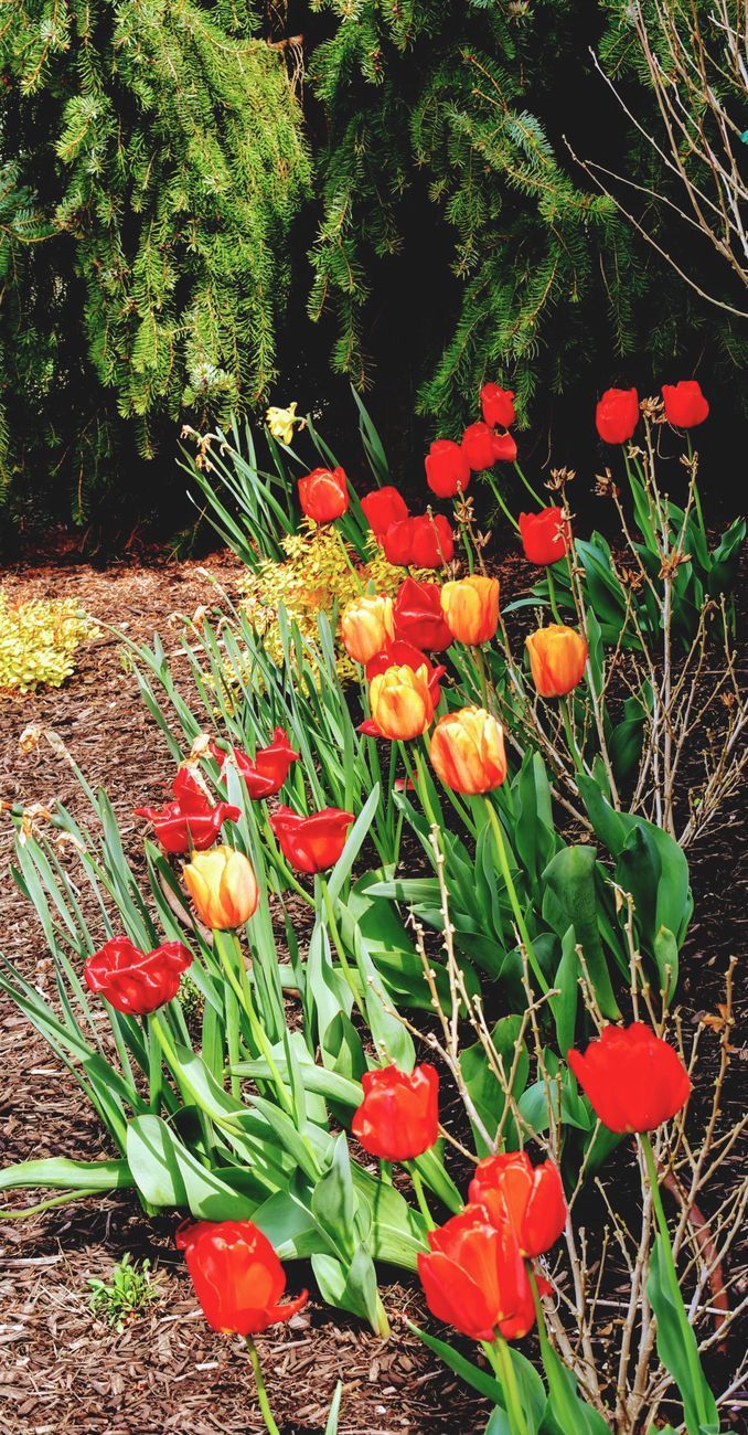 Red and orange tulips bloom in a garden bed with a backdrop of green foliage.