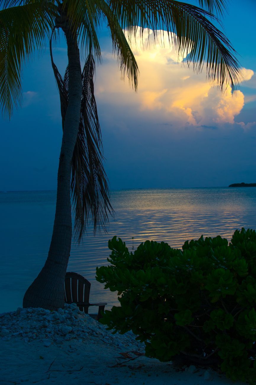 Palm tree on a beach at dusk, reflecting the blue sky and golden clouds in the water.