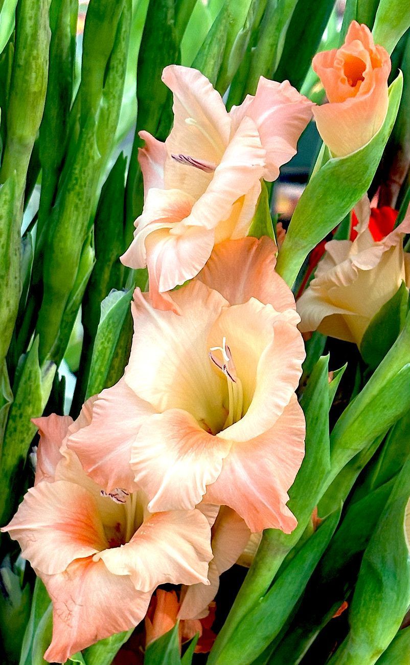 Peach-colored gladiolus flowers blooming on a green stem, with petals unfurling.