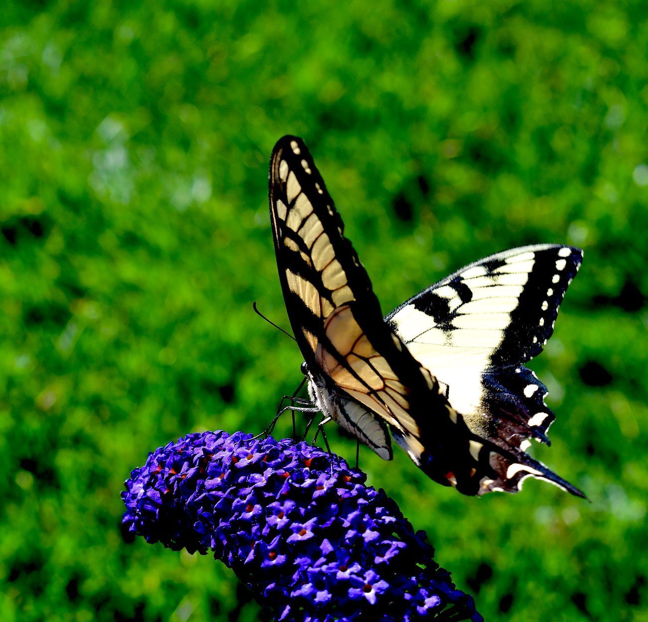 Yellow and black swallowtail butterfly on a purple flower, green foliage in the background.
