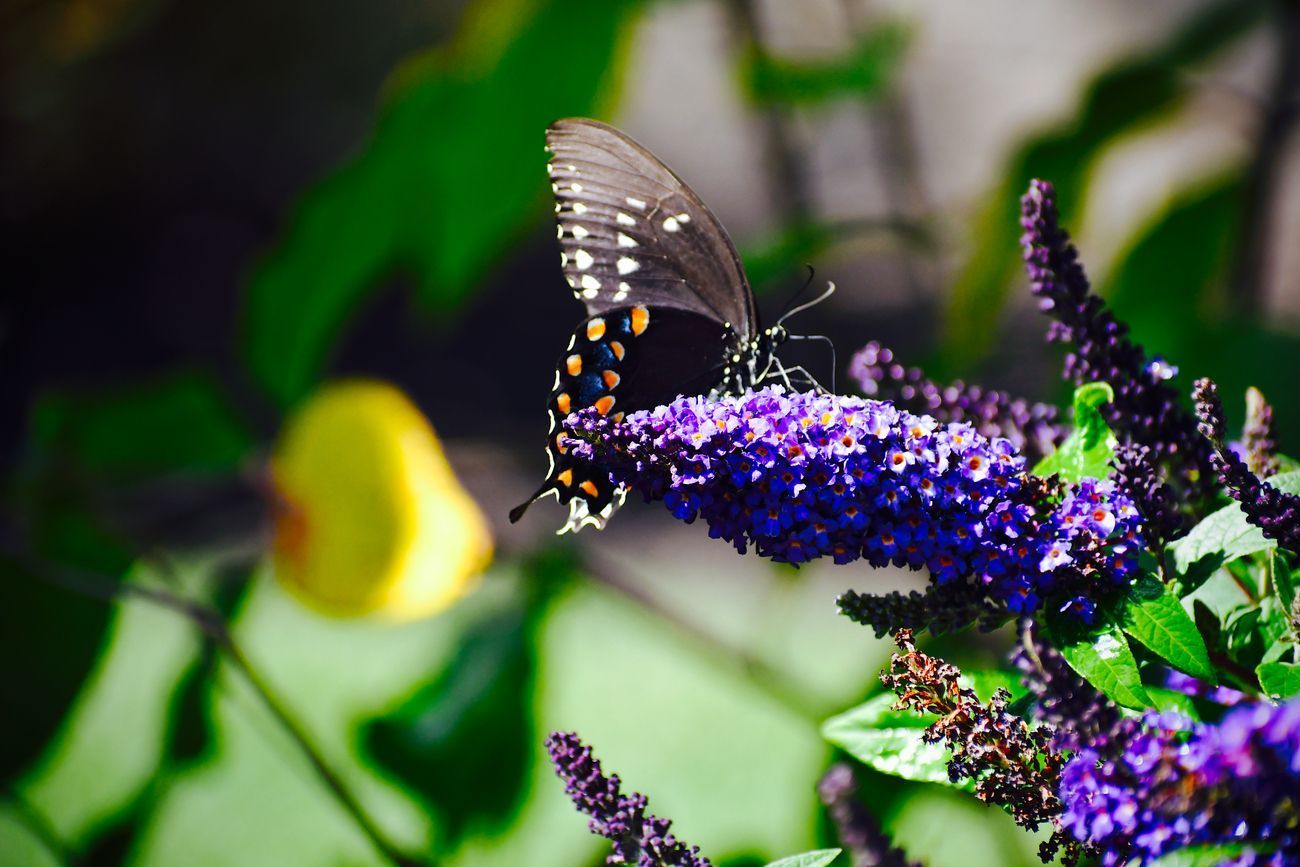 Black butterfly with white spots on purple flower.